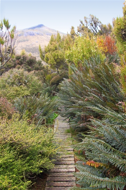 CampbellIs  2474 m Flora - Boardwalk